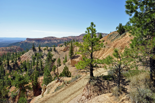 Limber Pine at Sunrise Point